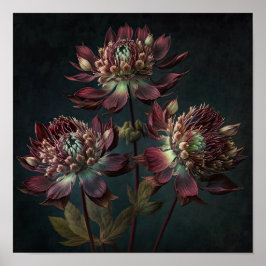 Burgunder Astrantia Blommor Konsttryck Affisch