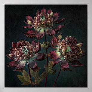 Burgunder Astrantia Blommor Konsttryck Affisch