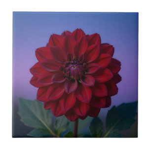 Burgunderröd Dahlia Blomma Elegant Kakelplatta