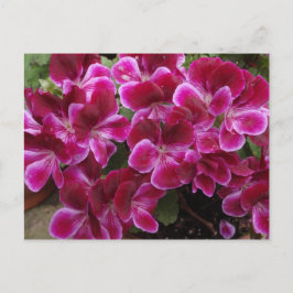 Burgundi Geranium Vykort