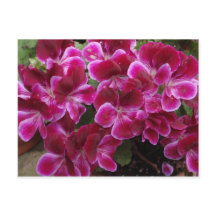 Burgundi Geranium