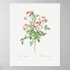 Burgundian Ro Vintage Blommigt Rosa ros Poster