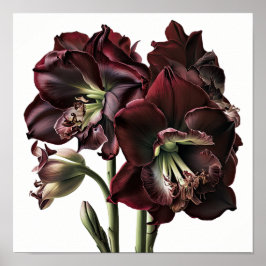 Burgundy Amaryllis Flower Art Print Poster