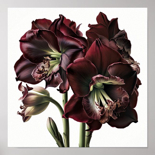 Burgundy Amaryllis Flower Art Print Poster (Framsidan)