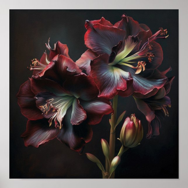 Burgundy Amaryllis Flower Art Print Poster (Framsidan)