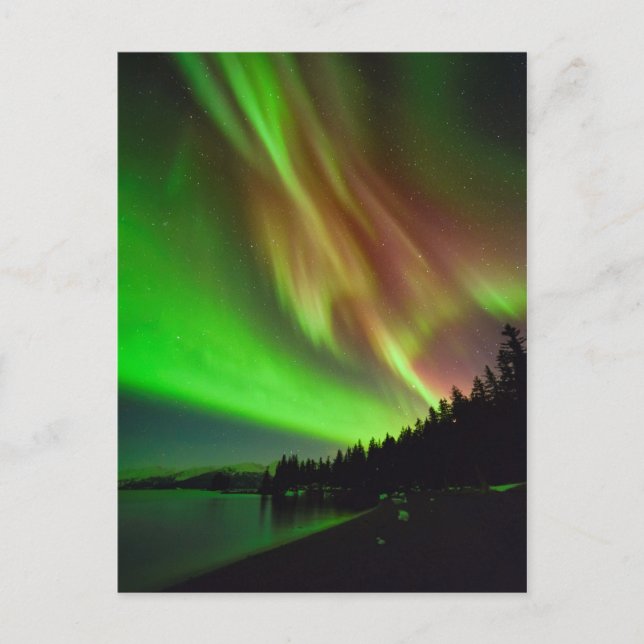 Burgundy-Aurora Vykort (Framsida)