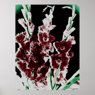 Burgundy Gladiolas av Lina Poster