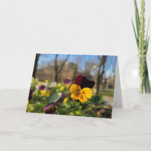 Burgundy gult pansy kort