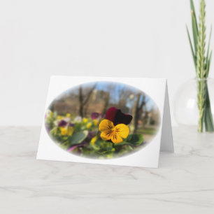 Burgundy gult pansy kort