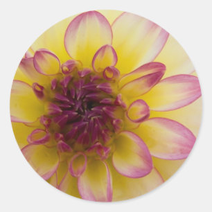 Burgundy, Gult & White Dahlia Runt Klistermärke