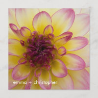 Burgundy, Gult & White Dahlia