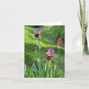 Burgundy Iris.. Kort
