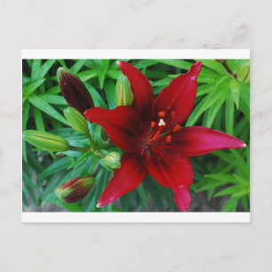 Burgundy Lily Vykort