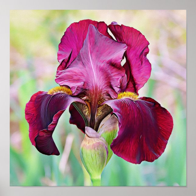 Burgundy Magenta Rosa Iris Flower Poster (Framsidan)