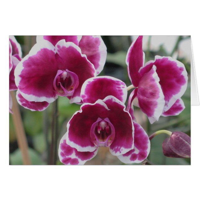 Burgundy Orchids Hälsningskort (Framsidan Horizontal)
