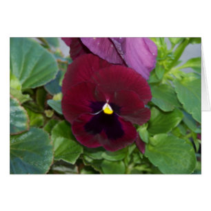Burgundy Pansy OBS Kort
