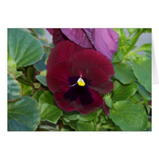 Burgundy Pansy OBS Kort