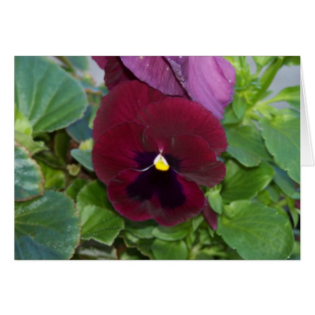 Burgundy Pansy OBS Kort (Framsidan Horizontal)