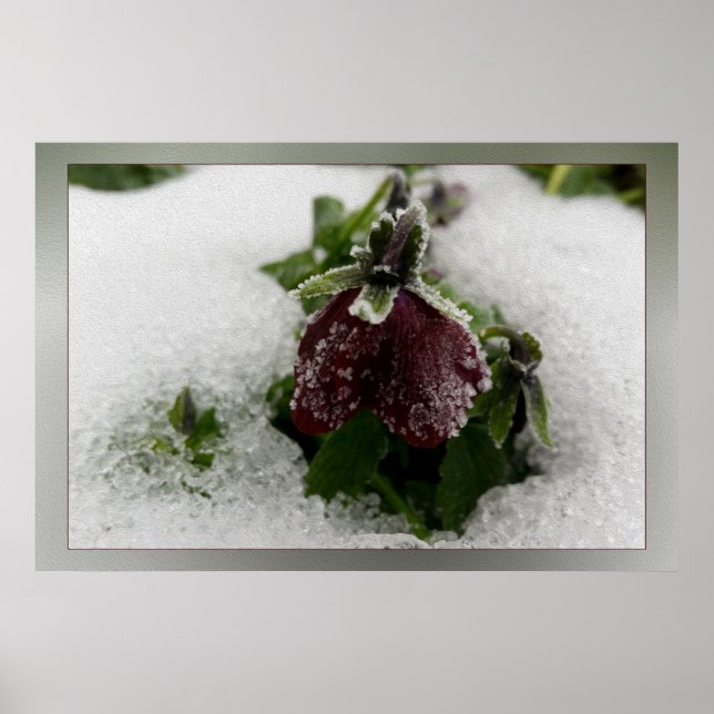 Burgundy pansy poster (Framsidan)