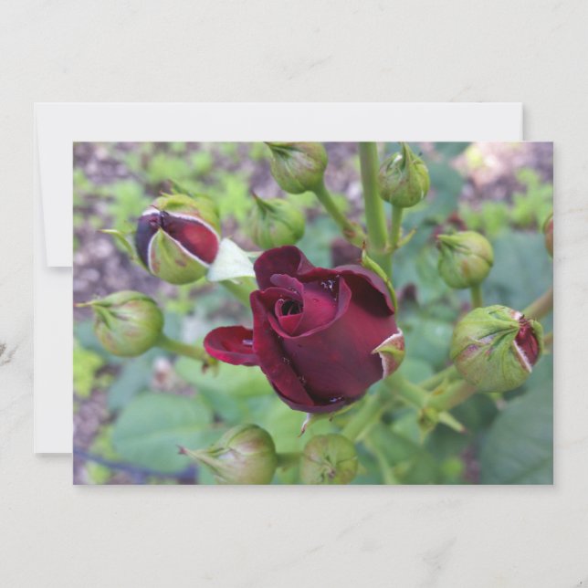 Burgundy ro efter regn (Framsida)