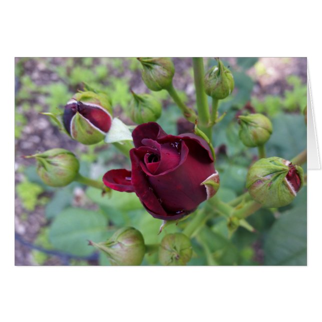 Burgundy ro efter regn hälsningskort (Framsidan Horizontal)