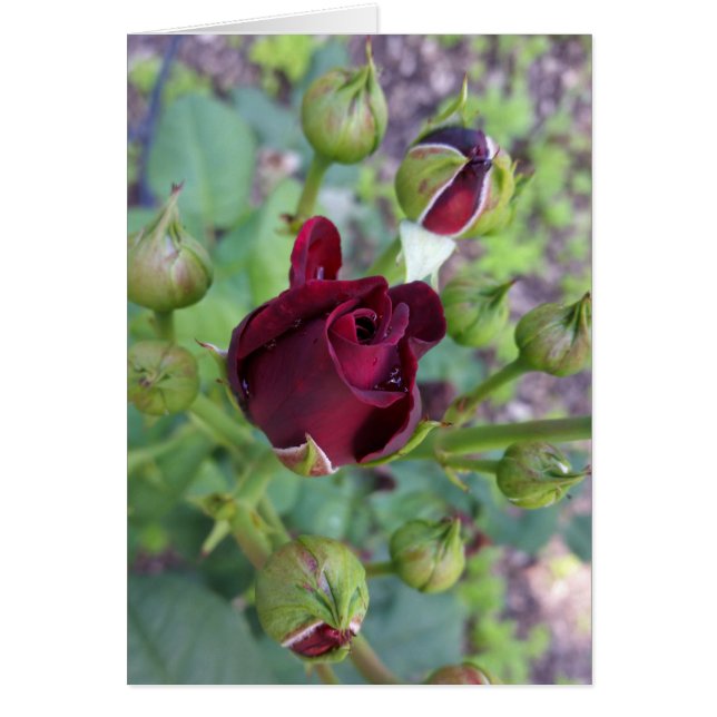 Burgundy ro efter regn hälsningskort (Framsidan)