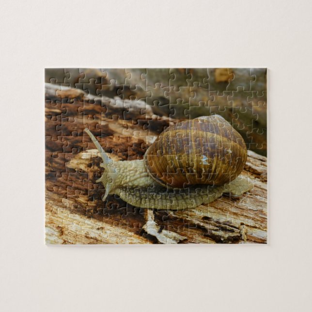 Burgundy romersk ätlig snigelspiral Pomatia Pussel (Horisontell)