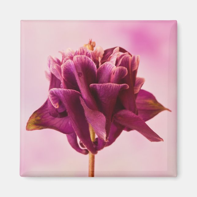 Burgundy Rosa Columbine Magnet (Framsidan)