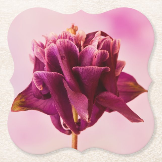 Burgundy Rosa Columbine Underlägg Papper (Framsida)