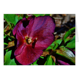 Burgundy Rosa Lenten Ro Hälsningskort