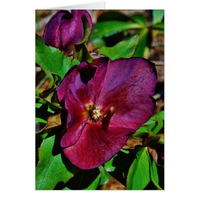Burgundy Rosa Lenten Ro Hälsningskort (Framsidan)