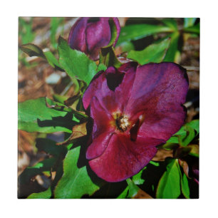 Burgundy Rosa Lenten Ro Kakelplatta