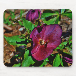 Burgundy Rosa Lenten Ro Musmatta