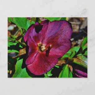 Burgundy Rosa Lenten Ro Vykort