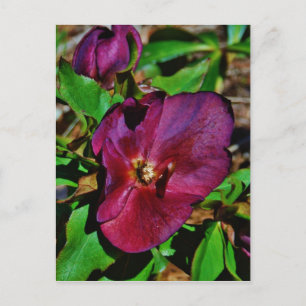 Burgundy Rosa Lenten Ro Vykort