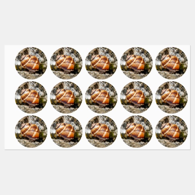 Burgundy snail  klistermärke (Ark)