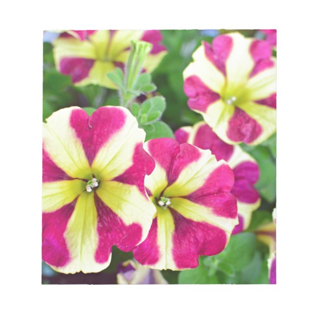 Burgundy Star Petunias Anteckningsblock (Framsida)
