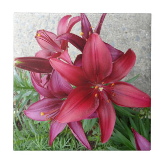 Burgundy Starburst lilja Kakelplatta