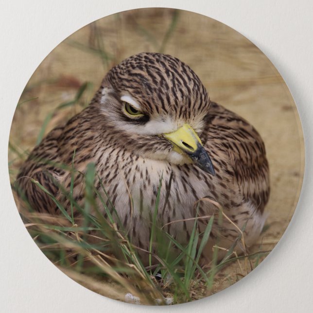 Burhinus oedicnemus knapp (Framsida)