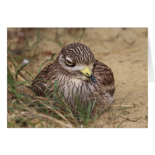 Burhinus oedicnemus OBS kort (Framsidan Horizontal)