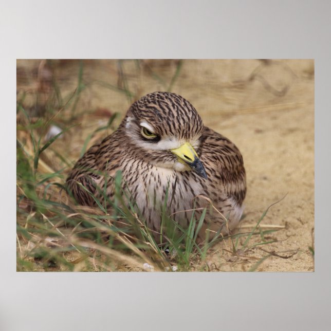 Burhinus oedicnemus poster (Framsidan)