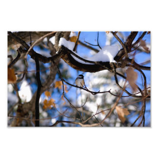 burka i twee fototryck