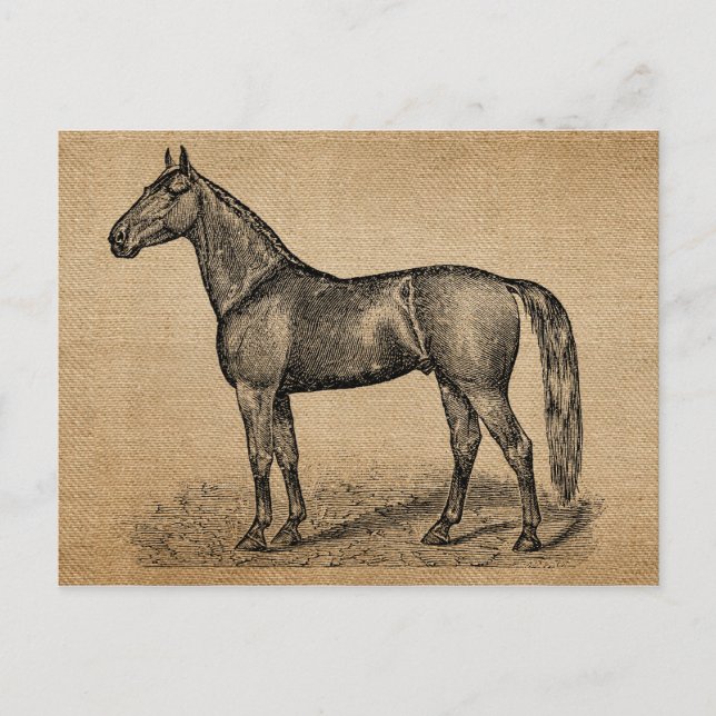 Burlap Vintage Horse Vykort (Framsida)