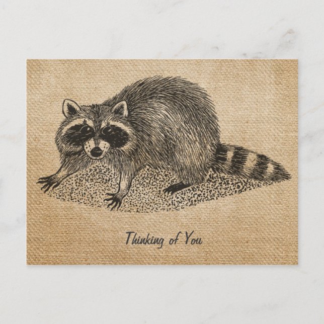 Burlap Vintage Raccoon-vykort Vykort (Framsida)
