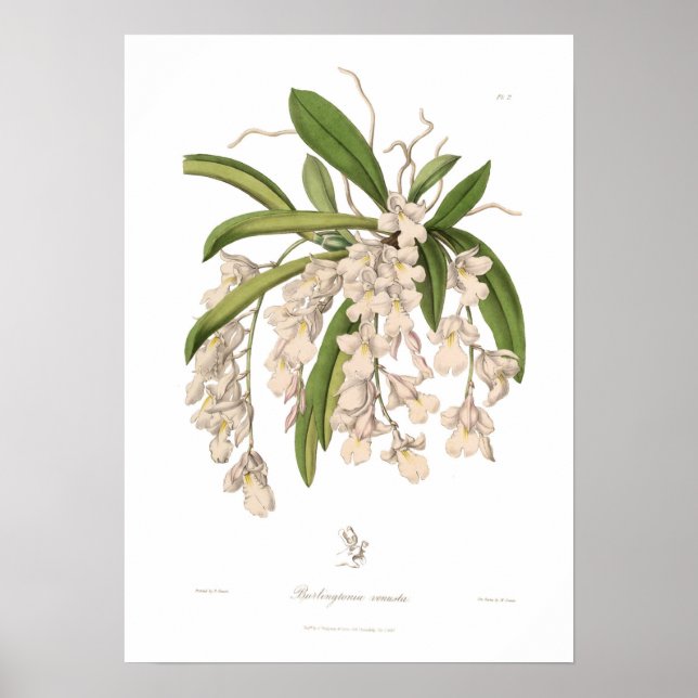 Burlingtonia venusta poster (Framsidan)