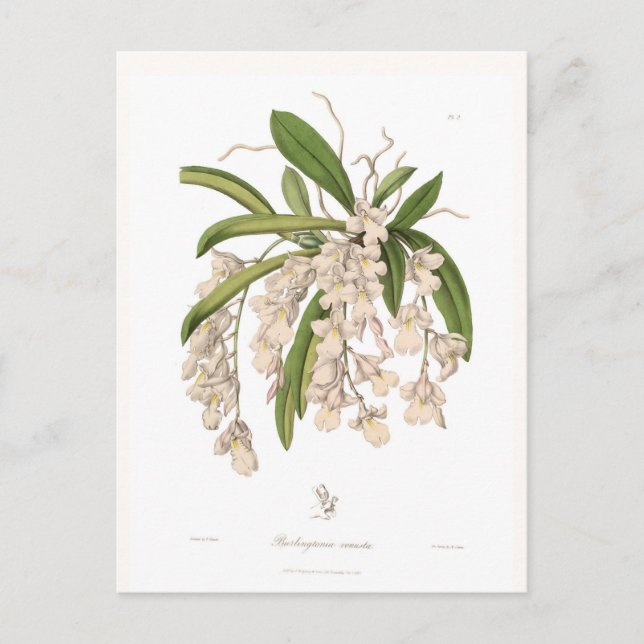Burlingtonia venusta vykort (Framsida)
