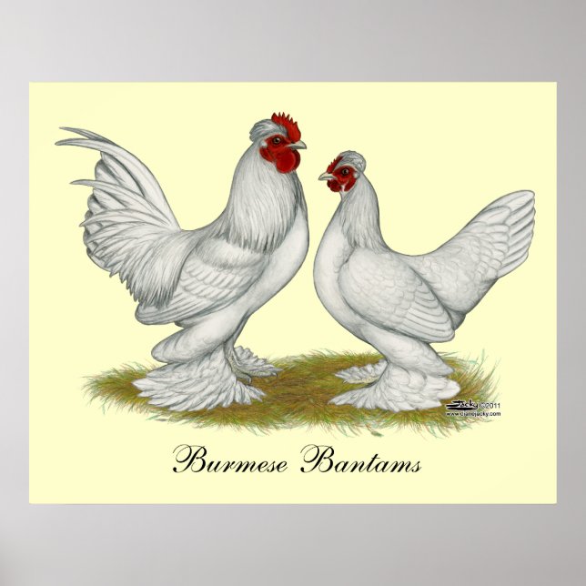 Burmese Bantams Poster (Framsidan)