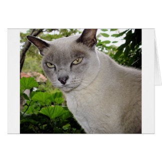 Burmese Cat Hälsningskort