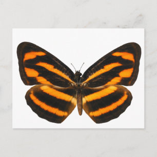 Burmese Lascar Butterfly Vykort