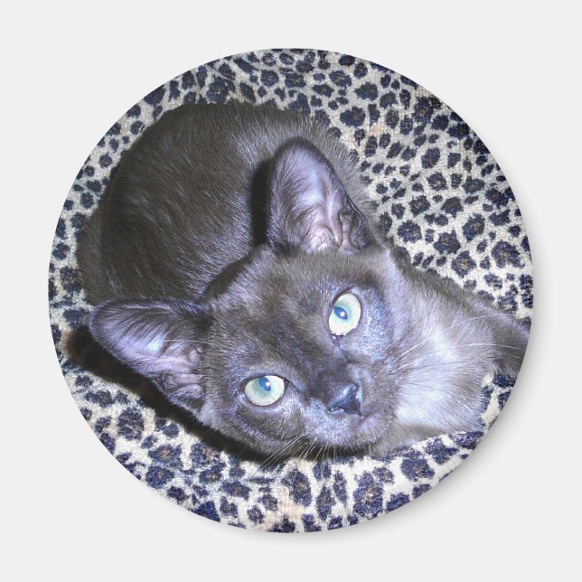 Burmese Magnet (Framsidan)